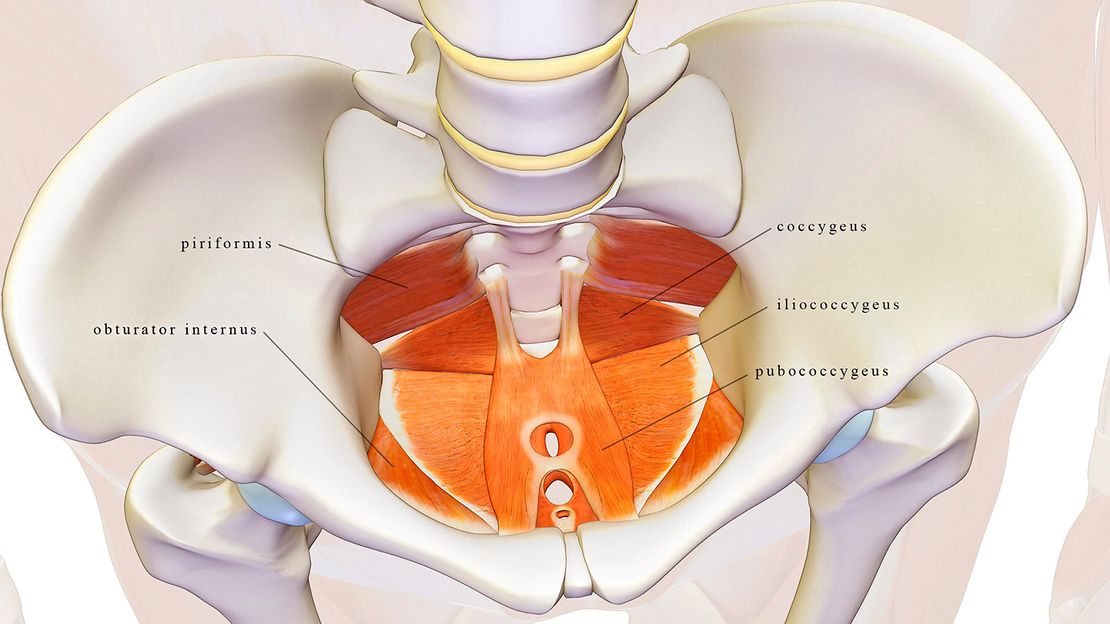musculos del suelo pelvico
