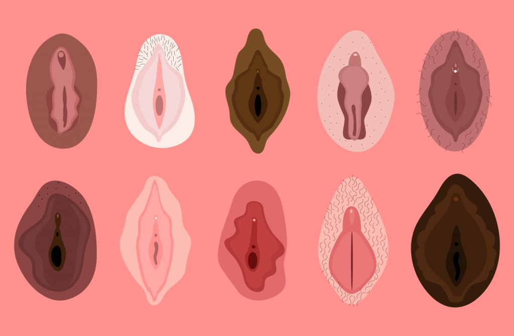 vulvas